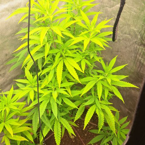Sideral x Zombie Kush growlog timeline photo