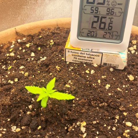 Jack 47 XL Auto growlog timeline photo