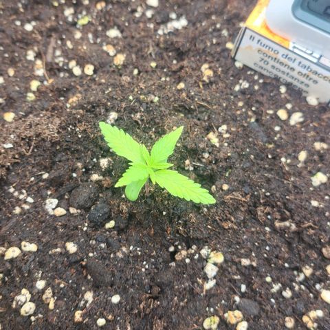 Jack 47 XL Auto growlog timeline photo