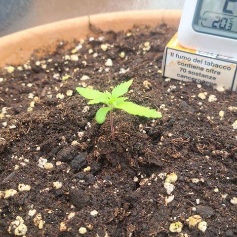 Jack 47 XL Auto growlog timeline photo