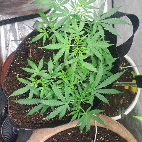Jack 47 XL Auto growlog timeline photo