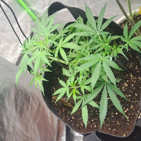 Jack 47 XL Auto growlog timeline photo