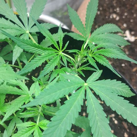 Jack 47 XL Auto growlog timeline photo
