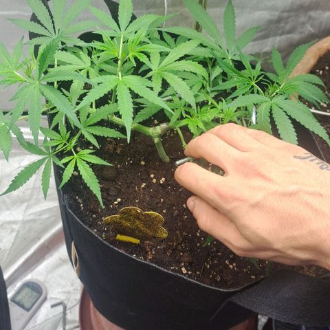Jack 47 XL Auto growlog timeline photo