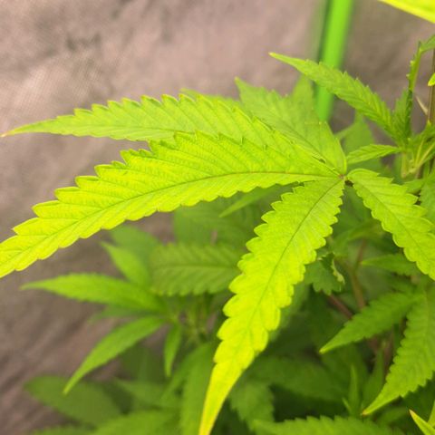 Sideral x Zombie Kush growlog timeline photo