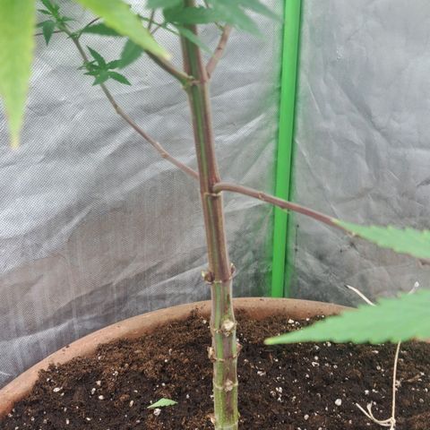 Sideral x Zombie Kush growlog timeline photo