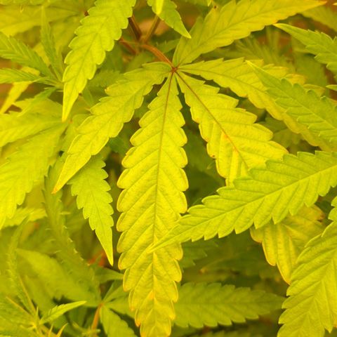 Sideral x Zombie Kush growlog timeline photo