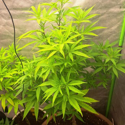 Sideral x Zombie Kush growlog timeline photo