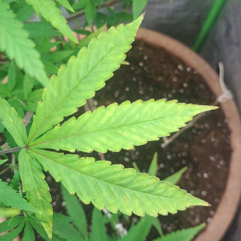 Sideral x Zombie Kush growlog timeline photo