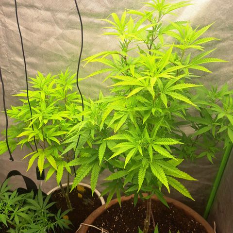 Sideral x Zombie Kush growlog timeline photo
