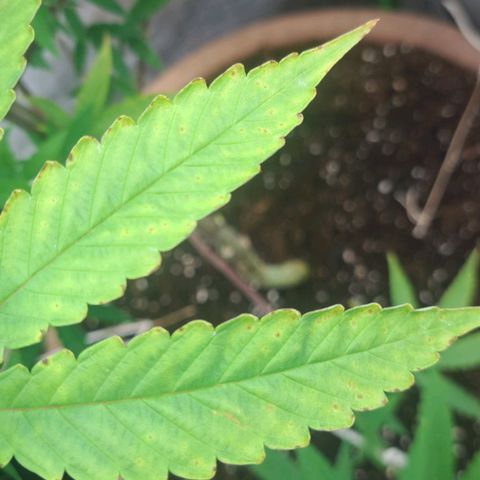 Sideral x Zombie Kush growlog timeline photo