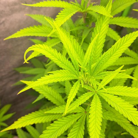Sideral x Zombie Kush growlog timeline photo