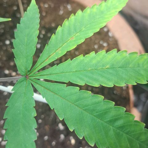 Sideral x Zombie Kush growlog timeline photo