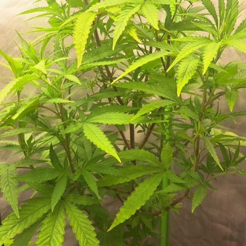 Sideral x Zombie Kush growlog timeline photo