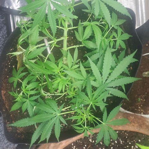 Jack 47 XL Auto growlog timeline photo