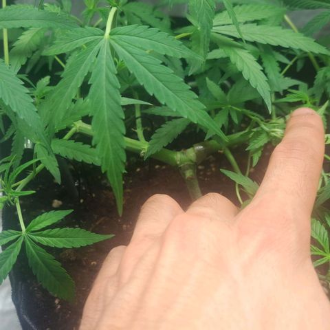 Jack 47 XL Auto growlog timeline photo