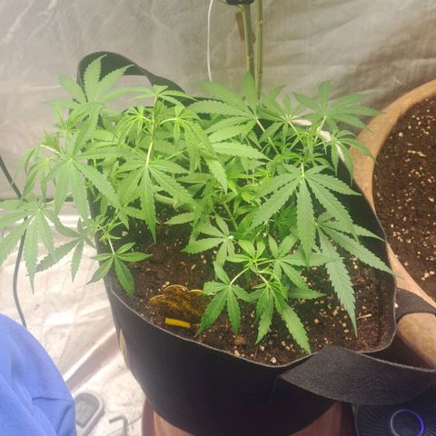 Jack 47 XL Auto growlog timeline photo