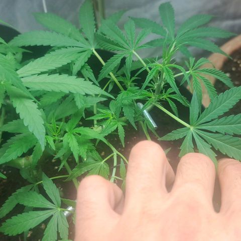 Jack 47 XL Auto growlog timeline photo