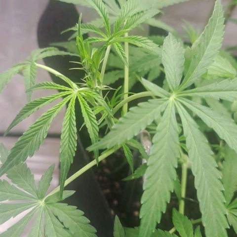 Jack 47 XL Auto growlog timeline photo