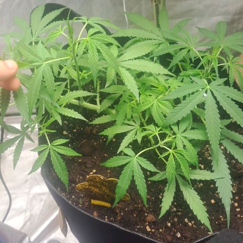 Jack 47 XL Auto growlog timeline photo