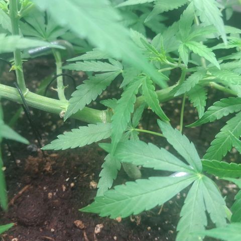 Jack 47 XL Auto growlog timeline photo