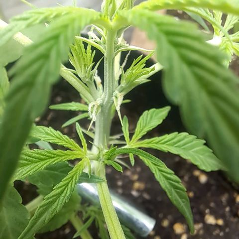 Jack 47 XL Auto growlog timeline photo