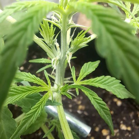 Jack 47 XL Auto growlog timeline photo