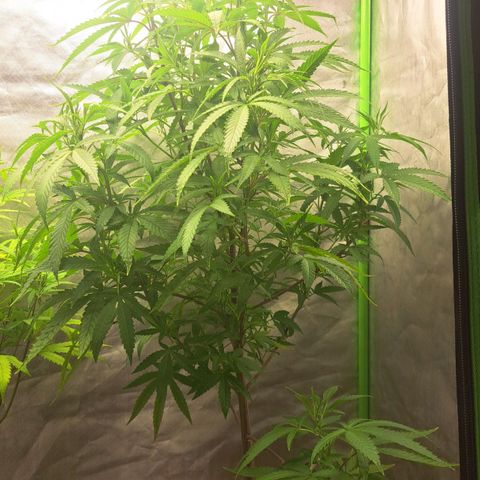 Sideral x Zombie Kush growlog timeline photo