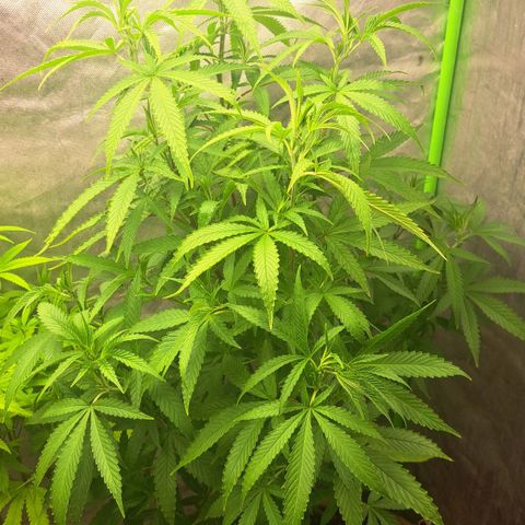 Sideral x Zombie Kush growlog timeline photo