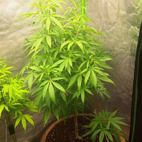 Sideral x Zombie Kush growlog timeline photo