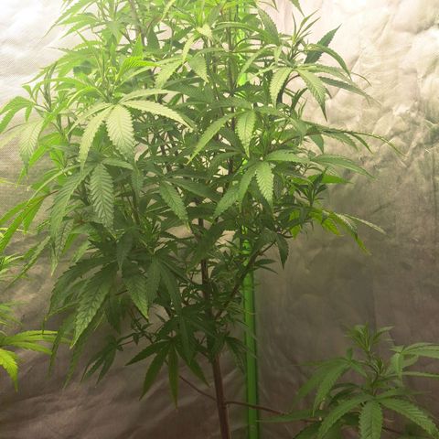 Sideral x Zombie Kush growlog timeline photo