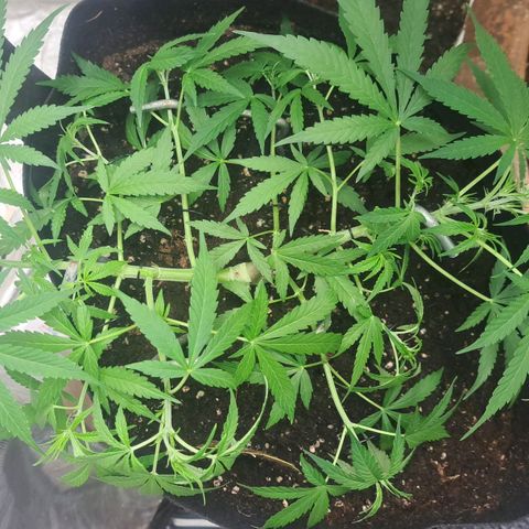 Jack 47 XL Auto growlog timeline photo