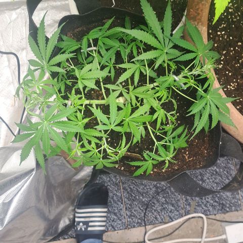 Jack 47 XL Auto growlog timeline photo
