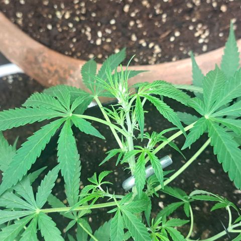 Jack 47 XL Auto growlog timeline photo