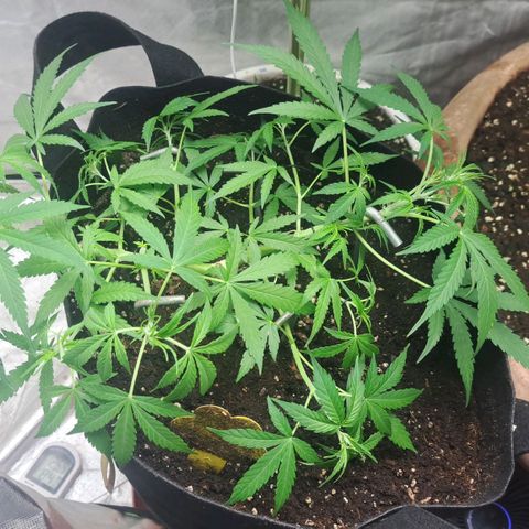 Jack 47 XL Auto growlog timeline photo