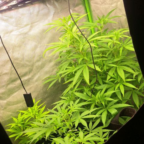 Sideral x Zombie Kush growlog timeline photo