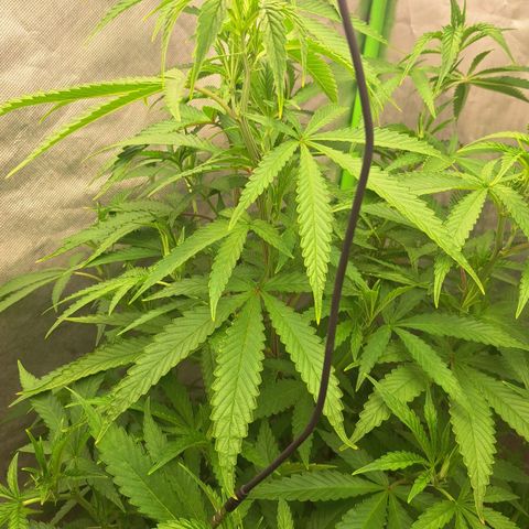 Sideral x Zombie Kush growlog timeline photo