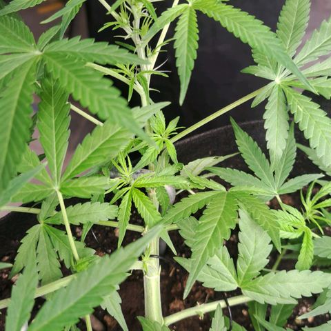 Jack 47 XL Auto growlog timeline photo