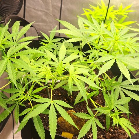 Jack 47 XL Auto growlog timeline photo