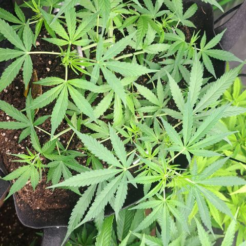 Jack 47 XL Auto growlog timeline photo