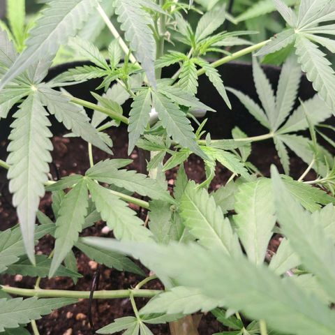 Jack 47 XL Auto growlog timeline photo