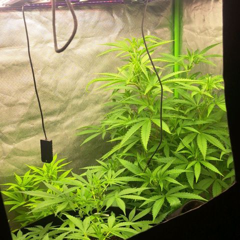 Sideral x Zombie Kush growlog timeline photo
