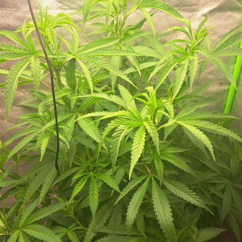 Sideral x Zombie Kush growlog timeline photo