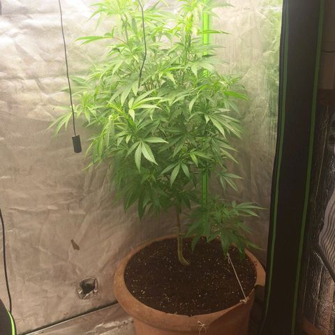 Sideral x Zombie Kush growlog timeline photo