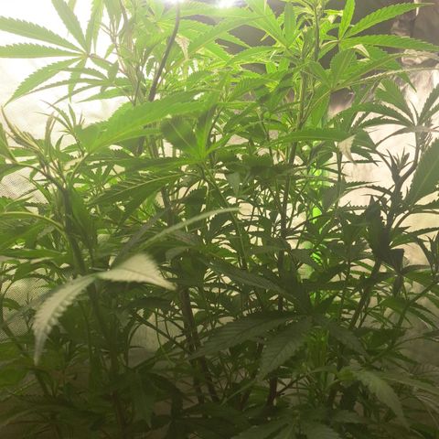 Sideral x Zombie Kush growlog timeline photo
