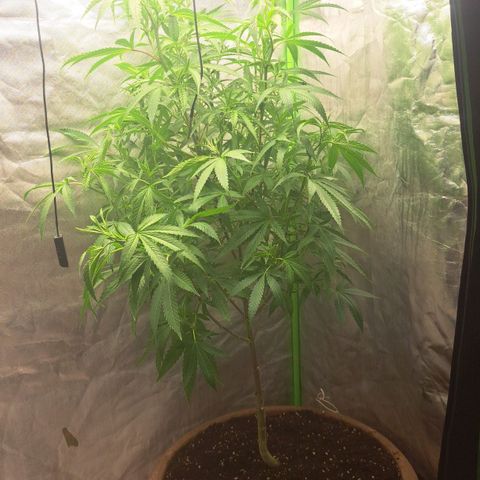 Sideral x Zombie Kush growlog timeline photo