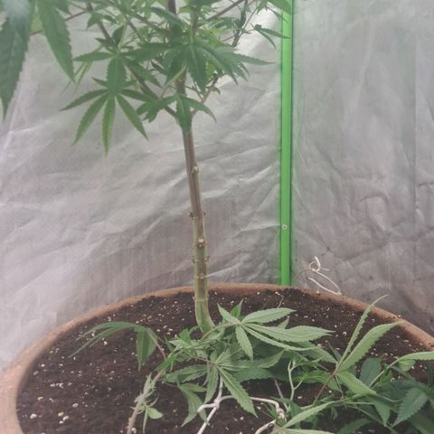 Sideral x Zombie Kush growlog timeline photo