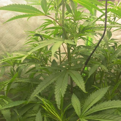 Sideral x Zombie Kush growlog timeline photo