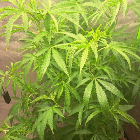 Sideral x Zombie Kush growlog timeline photo