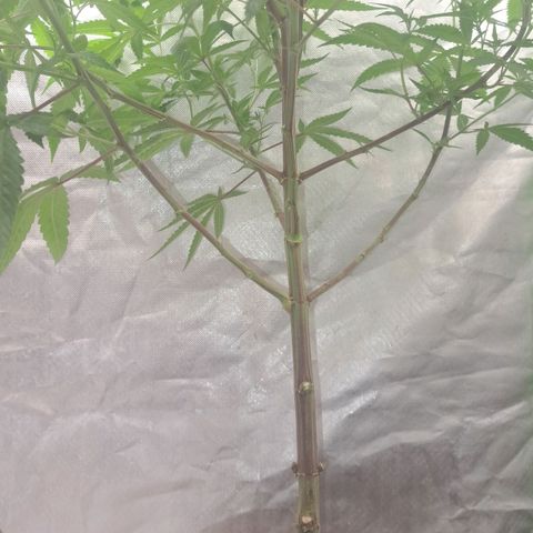 Sideral x Zombie Kush growlog timeline photo